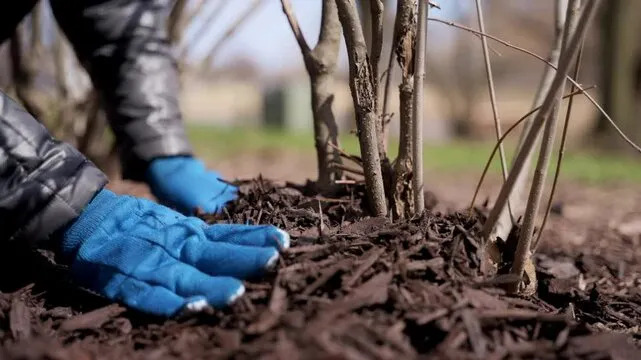 Mulching